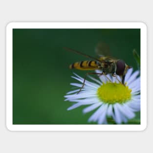 Hover-fly On Daisies Magnet